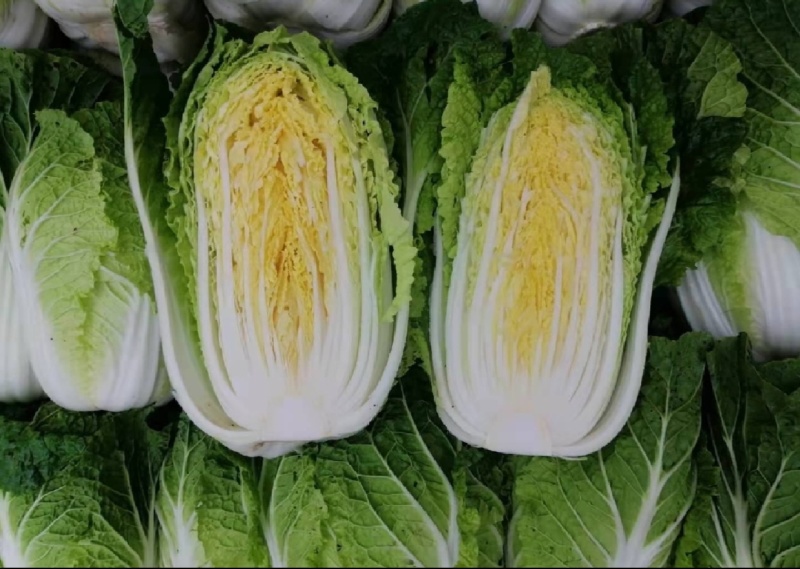 精品黄心大白菜，千亩基地，价格美丽，产地直发，信誉商家，