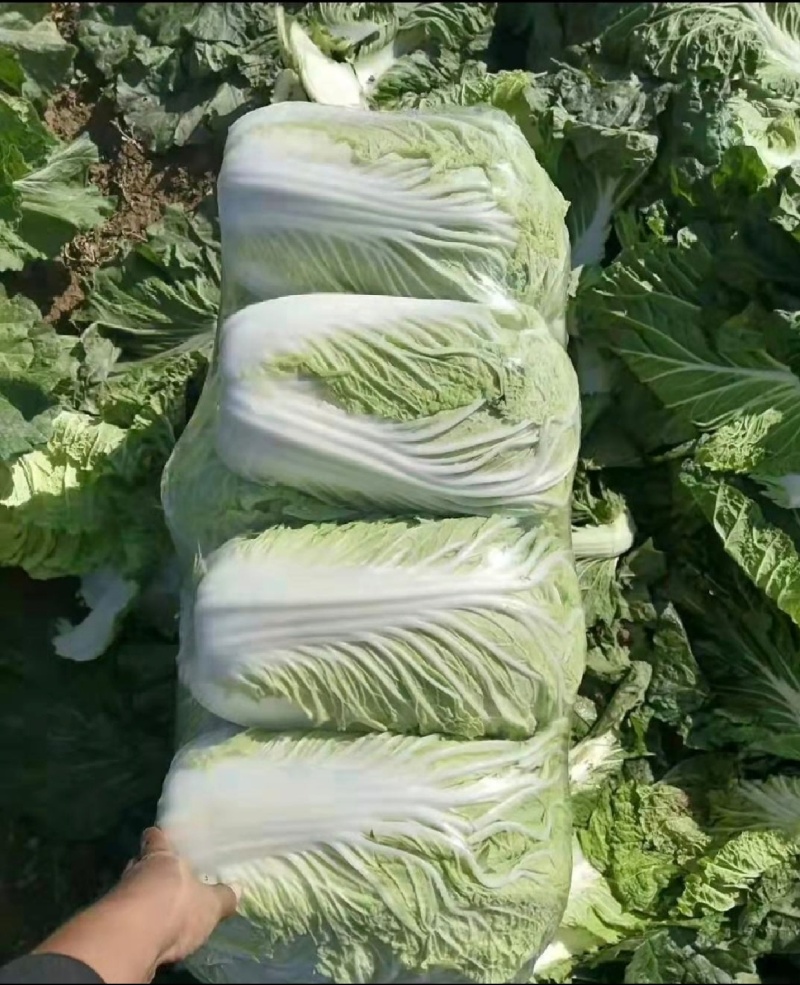 精品黄心大白菜，千亩基地，价格美丽，产地直发，信誉商家，
