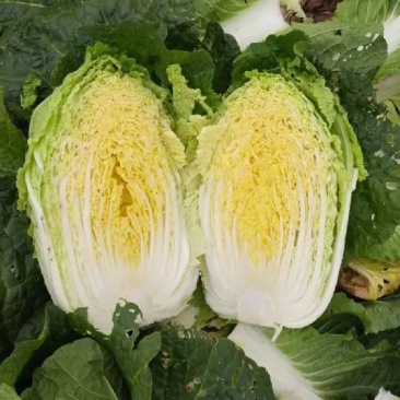 精品黄心大白菜，千亩基地，价格美丽，产地直发，信誉商家，