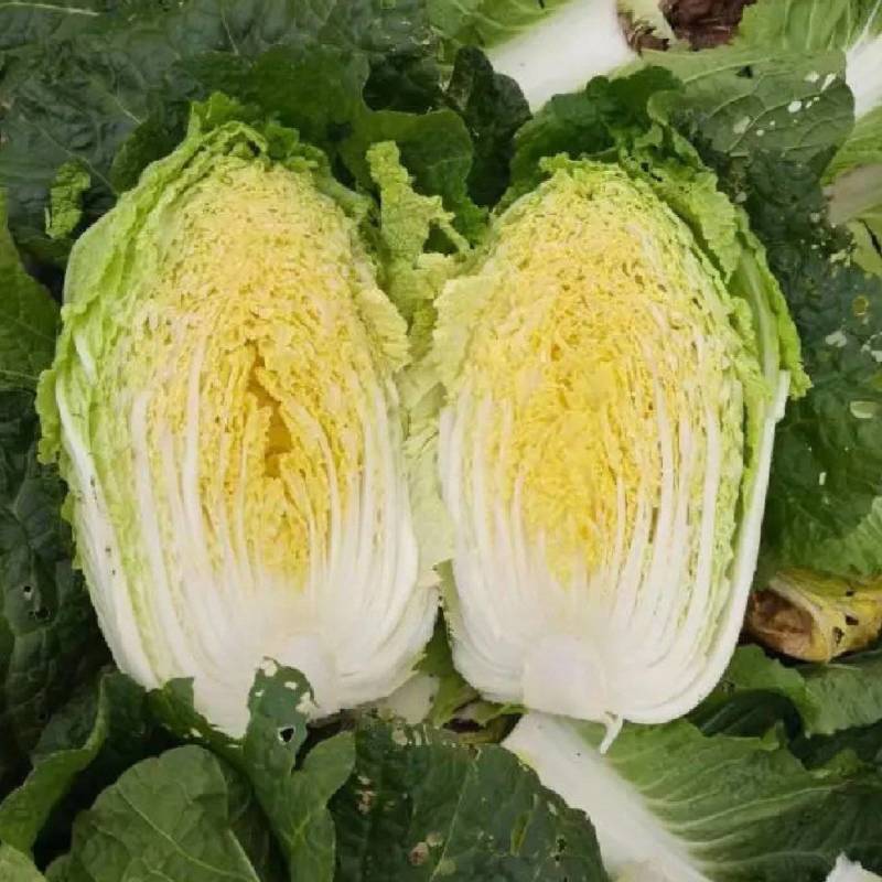 精品黄心大白菜，千亩基地，价格美丽，产地直发，信誉商家，