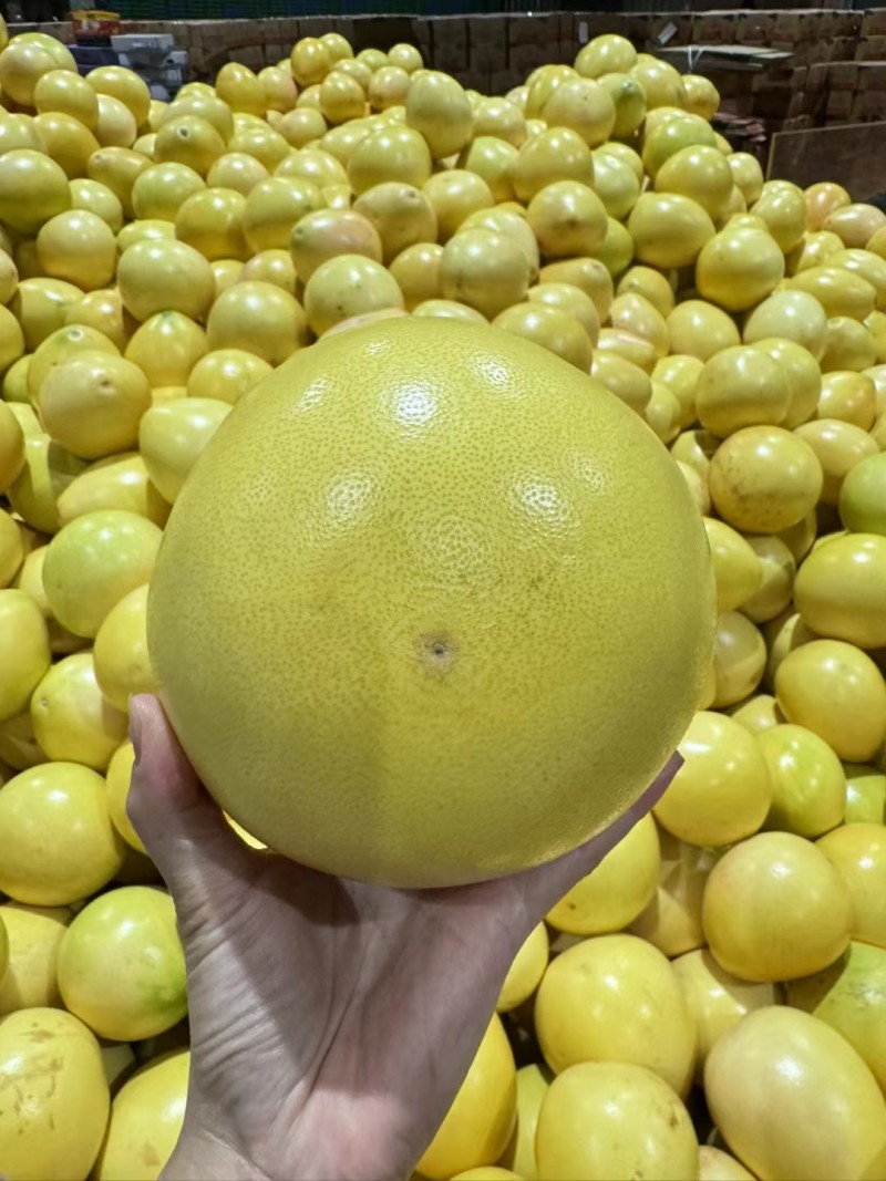 平和琯溪红三红柚