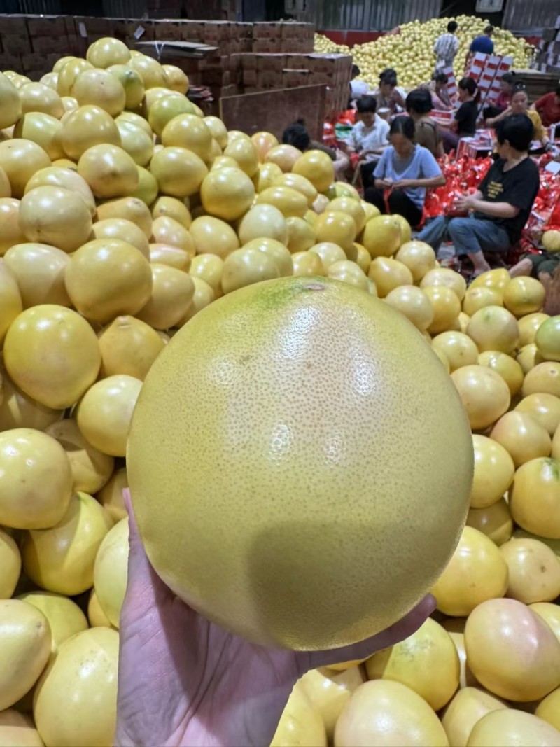 平和琯溪红三红柚
