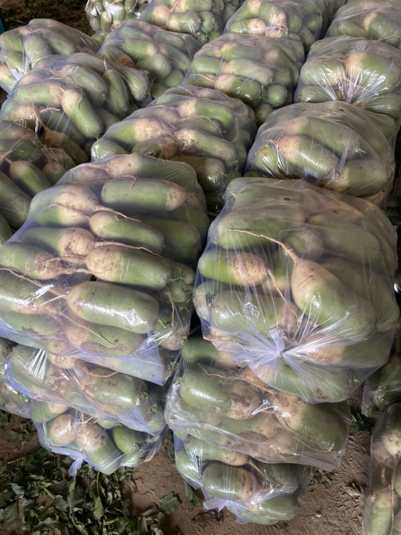 开封精品沙地青萝卜产地直发大吨位供应欢迎联系