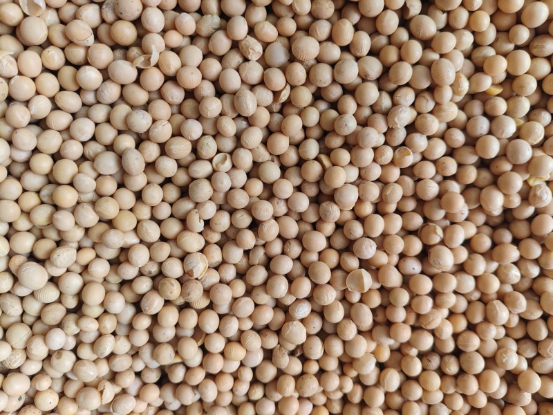黄豆