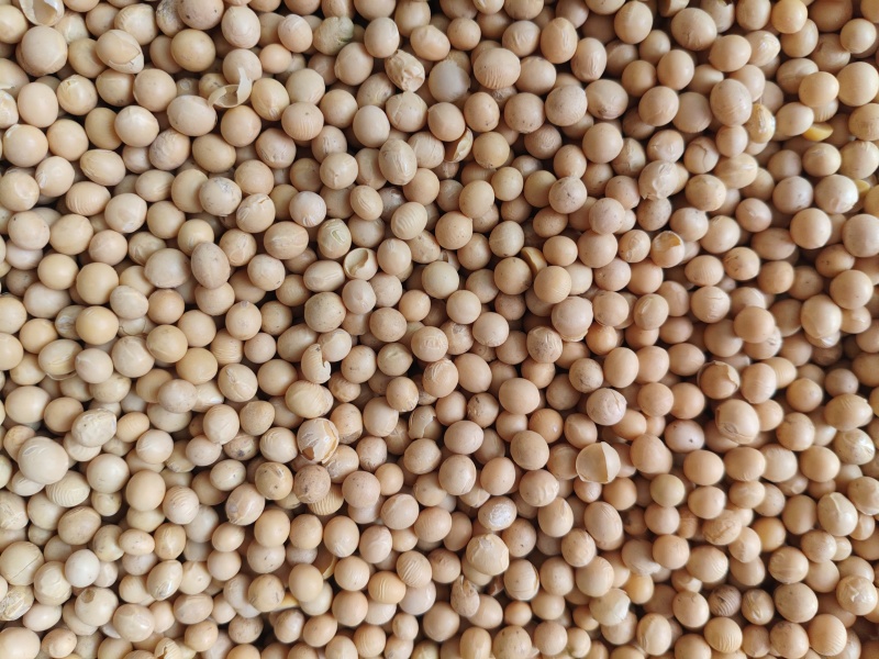 黄豆
