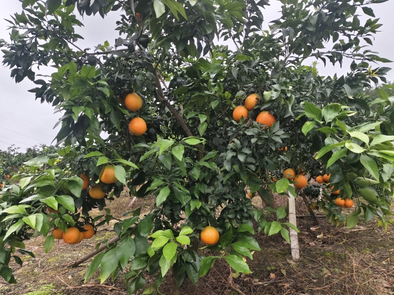 南充仪陇爱媛38