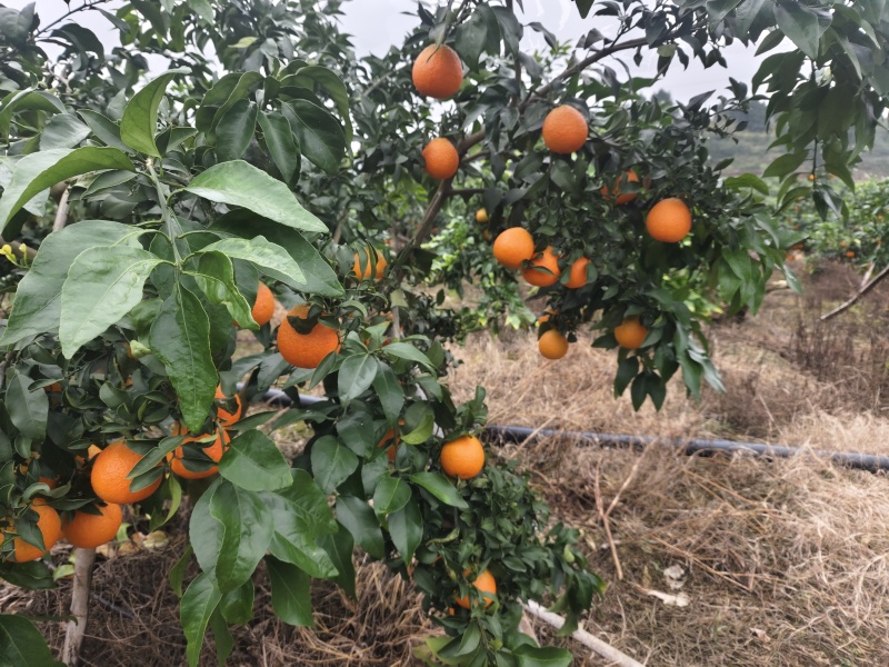 南充仪陇爱媛38