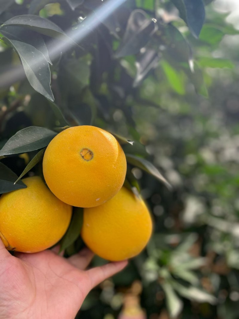 备年货现采摘发货欢迎咨询