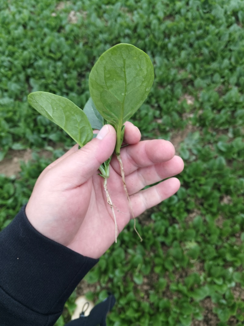 小棵波菜大量上市了。欢迎新老客户前来购买。保证质量。