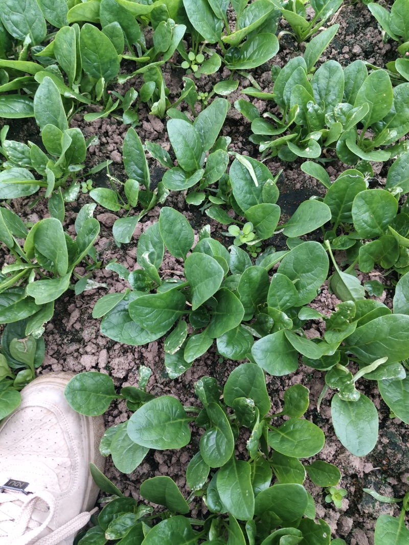 小棵波菜大量上市了。欢迎新老客户前来购买。保证质量。