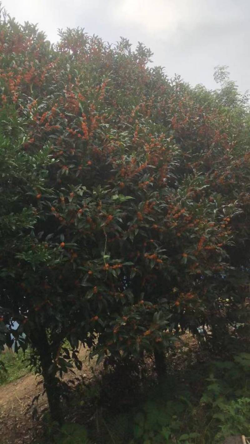 现有160亩桂花树便宜树高3-6米***********