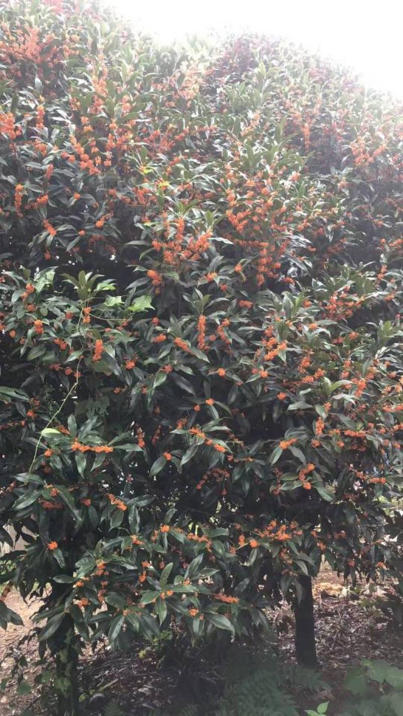 现有160亩桂花树便宜树高3-6米***********