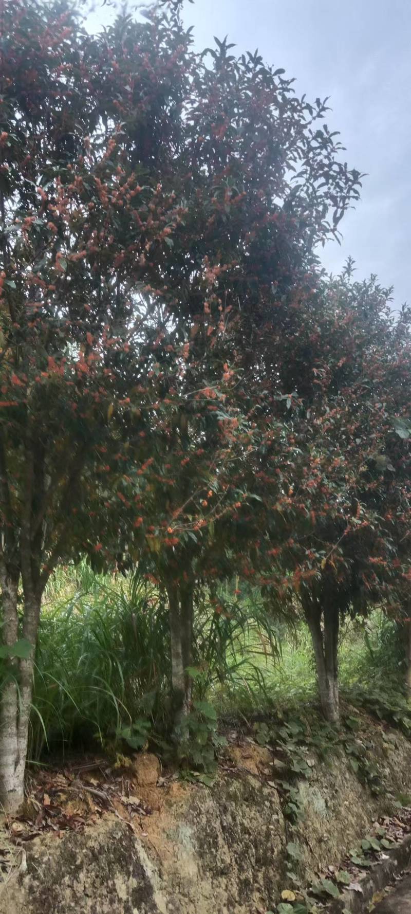 现有160亩桂花树便宜树高3-6米***********