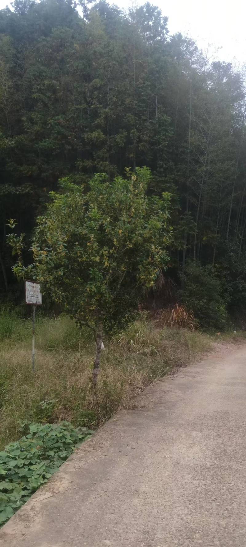 现有160亩桂花树便宜树高3-6米***********