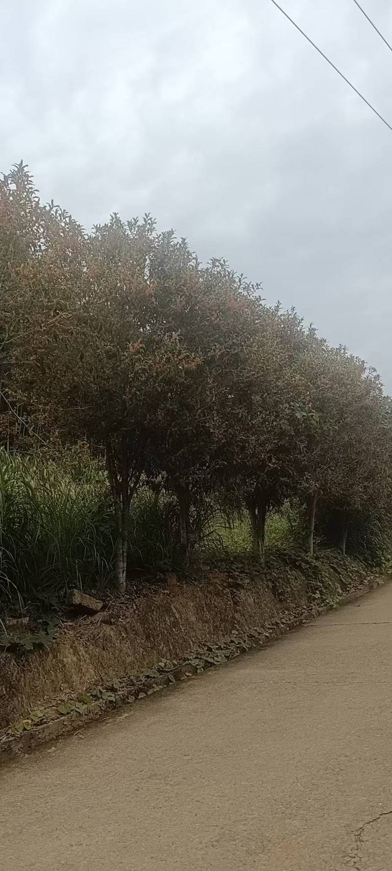 现有160亩桂花树便宜树高3-6米***********