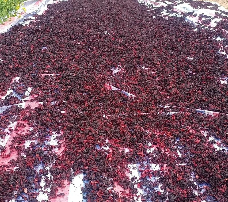 当季玫瑰茄干货