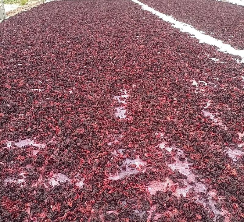 当季玫瑰茄干货