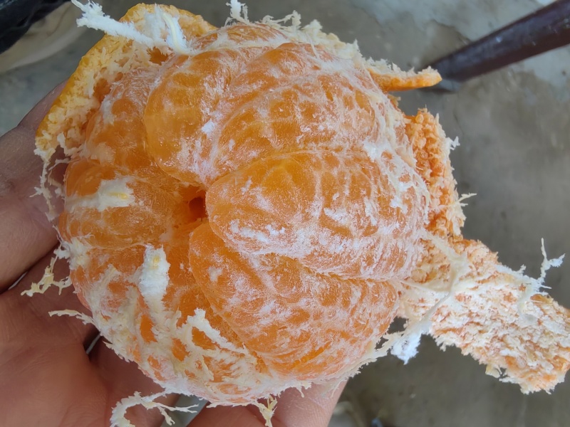 杂柑（沃柑）产地直销，现摘现卖，挂树鲜果，外观貌似沃柑