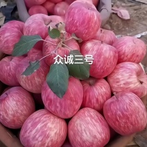 组胚吴起楸苹果苗，935红思尼克，众成1-3号，水红秦冠