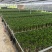 招财竹罗汉竹观音竹带根水养绿植每把10支