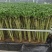 招财竹罗汉竹观音竹带根水养绿植每把10支