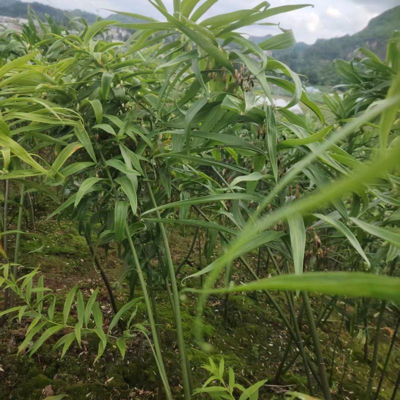 高杆不倒苗黄精鲜货统货