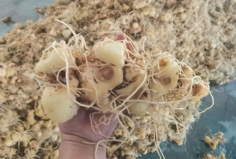 高杆不倒苗黄精鲜货统货