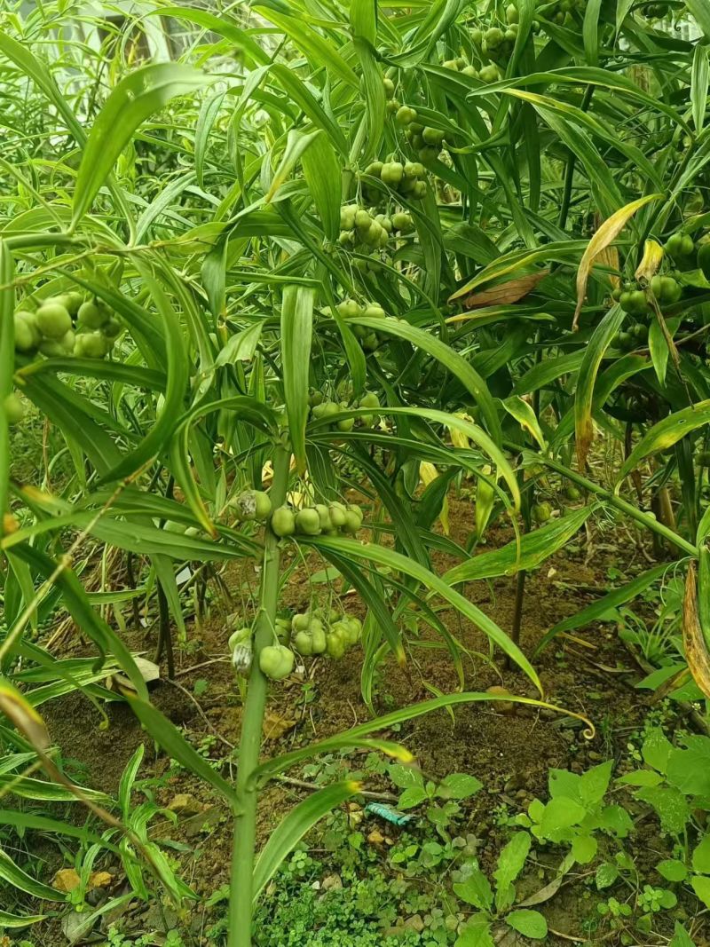 高杆不倒苗黄精鲜货统货