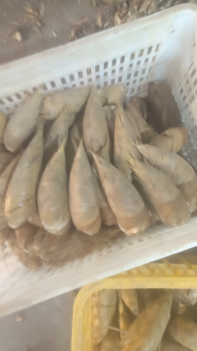 黄泥冬笋