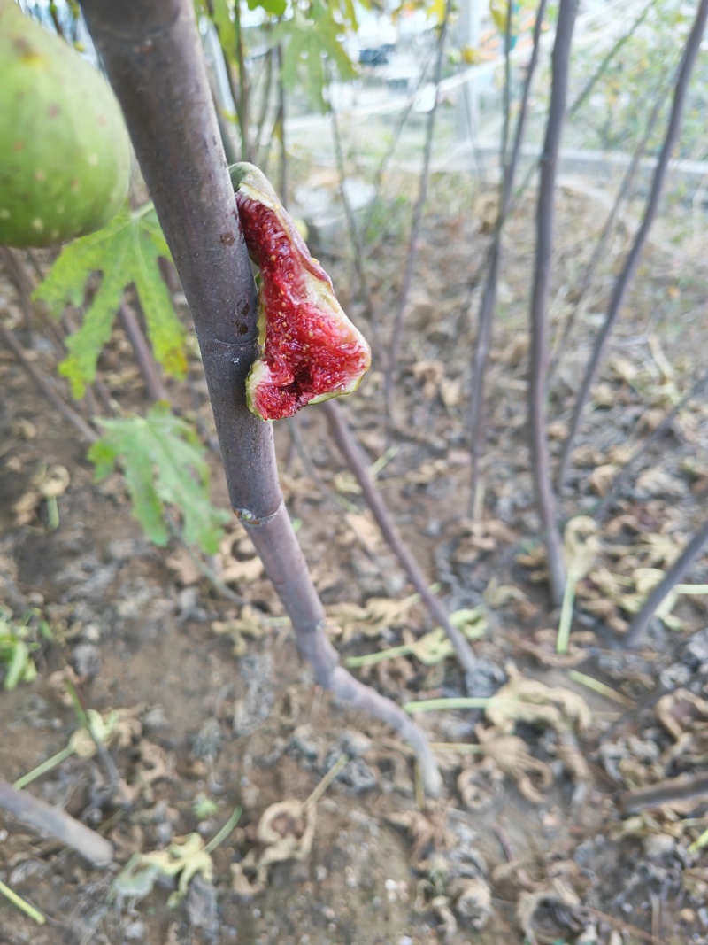 波姬红无花果树苗价格芭劳奈大青皮无花果树苗
