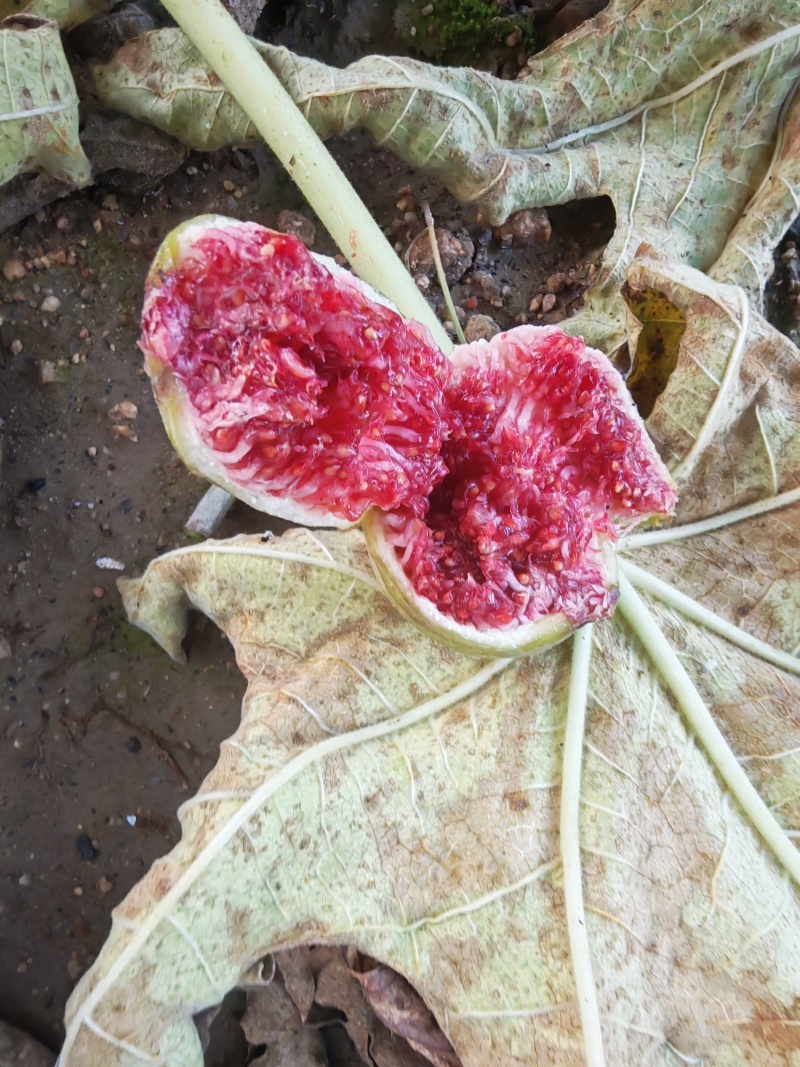 波姬红无花果树苗价格芭劳奈大青皮无花果树苗