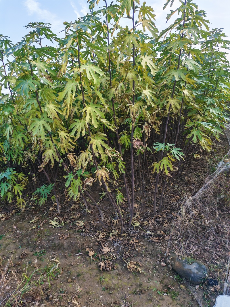 波姬红无花果树苗价格芭劳奈大青皮无花果树苗