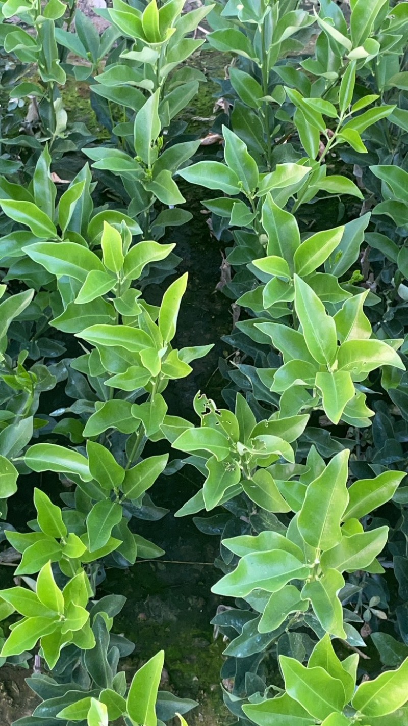 大叶滑皮苗苗高产抗病，现挖现发规格齐全，成活高可直接联系购买