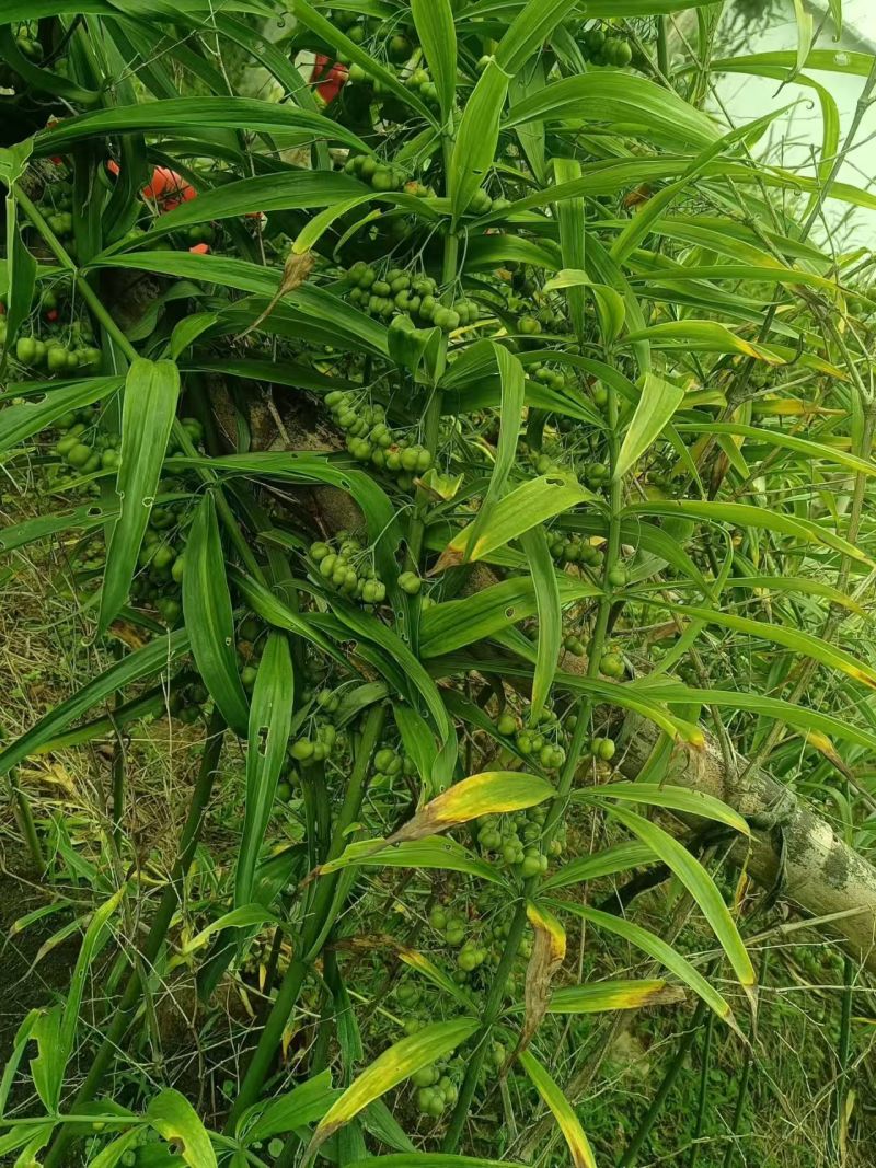 黄精种子