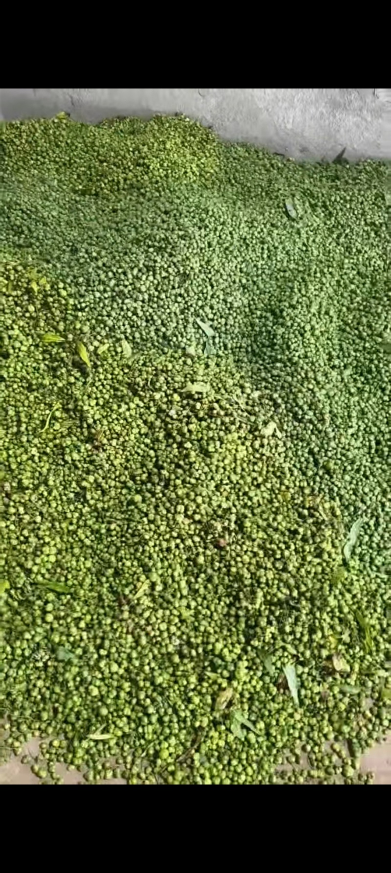 黄精种子