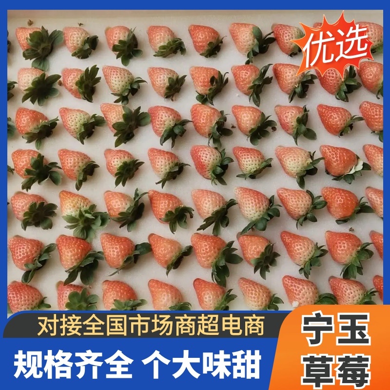 草莓产地已上量，价格实惠，欢迎各界大佬采购