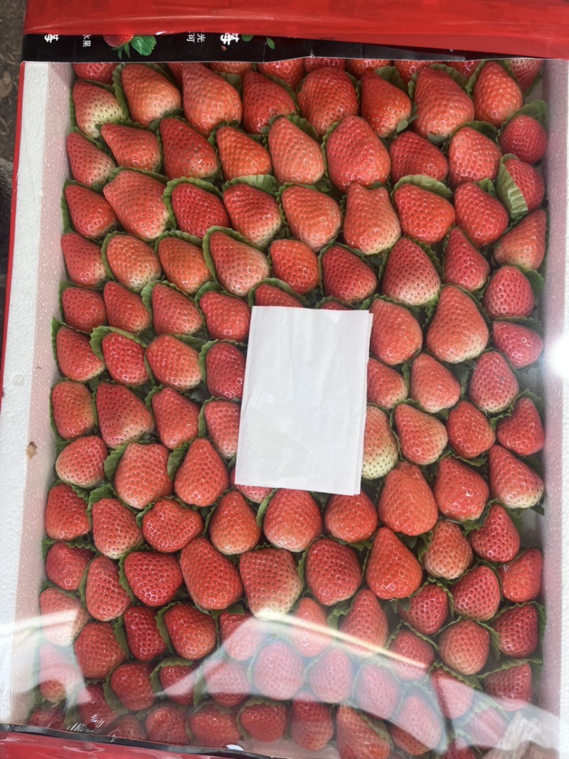草莓产地已上量，价格实惠，欢迎各界大佬采购