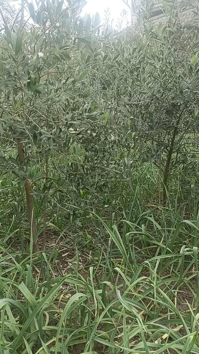 农户一手货源大量供应油橄榄挂果树，可做经济林，价格公道。