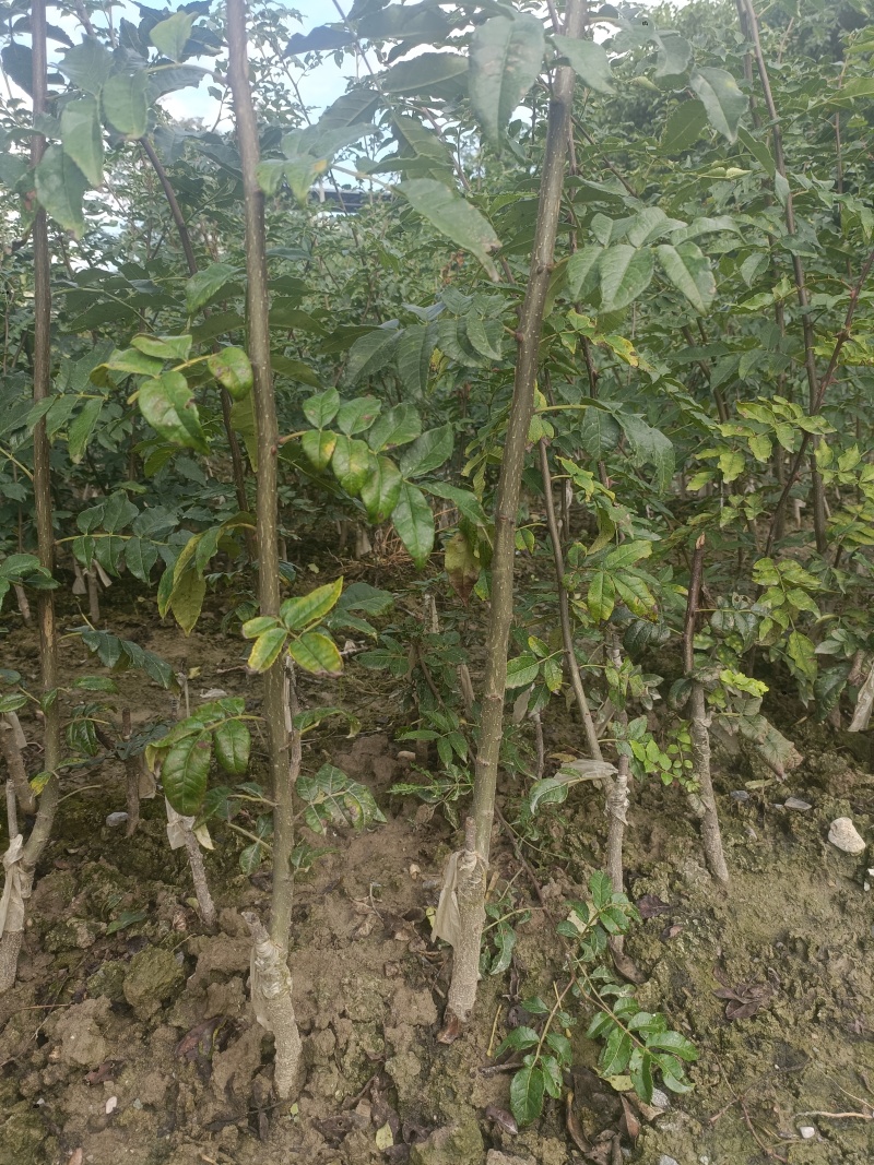 大量供应甘肃陇南嫁接无刺花椒树苗