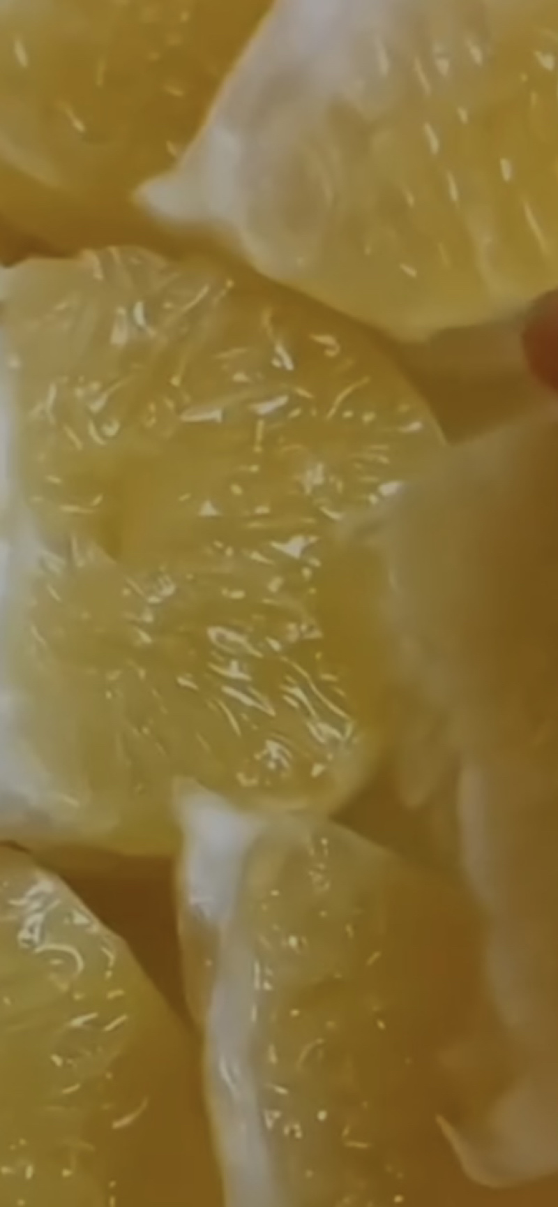 湖南省芷江县，安江农校葛老麻麻柚，冰糖柚万亩实验站。