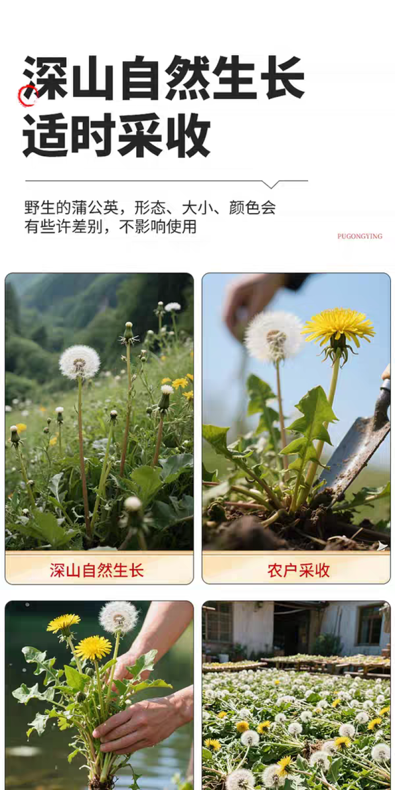 包邮）中药材蒲公英500克野生正品婆婆丁新鲜蒲公英干货