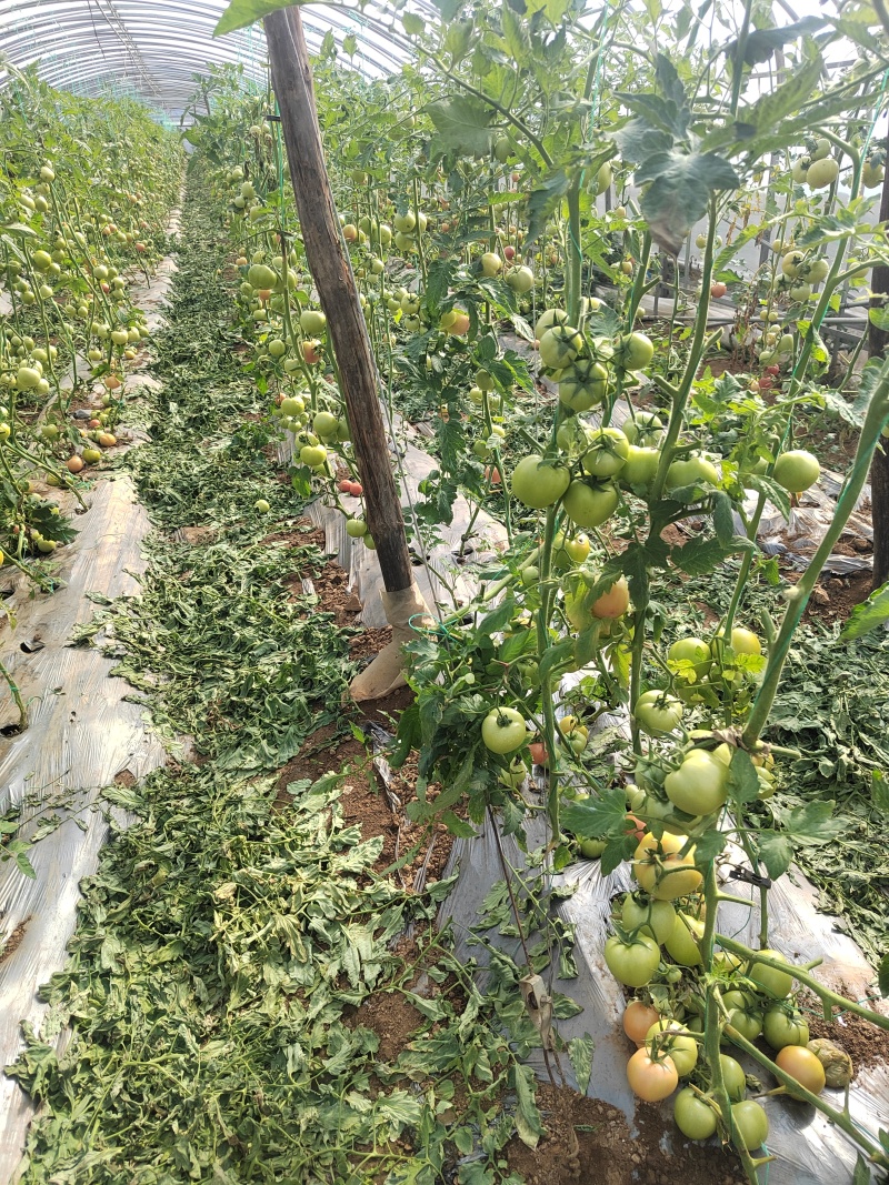 硬粉绿柿子