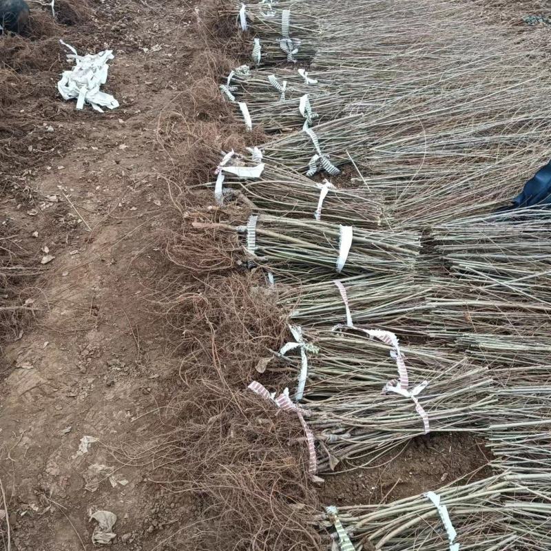中华金叶榆金叶榆产地直销金叶榆批发