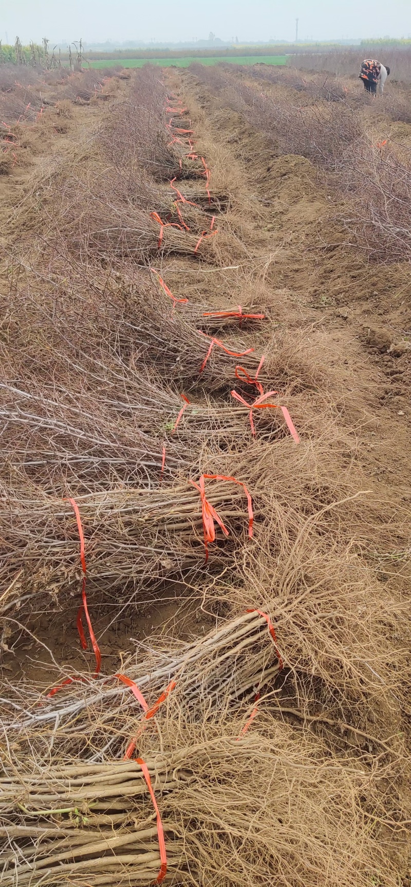酸枣苗药用酸枣苗酸枣苗基地酸枣苗产地直销