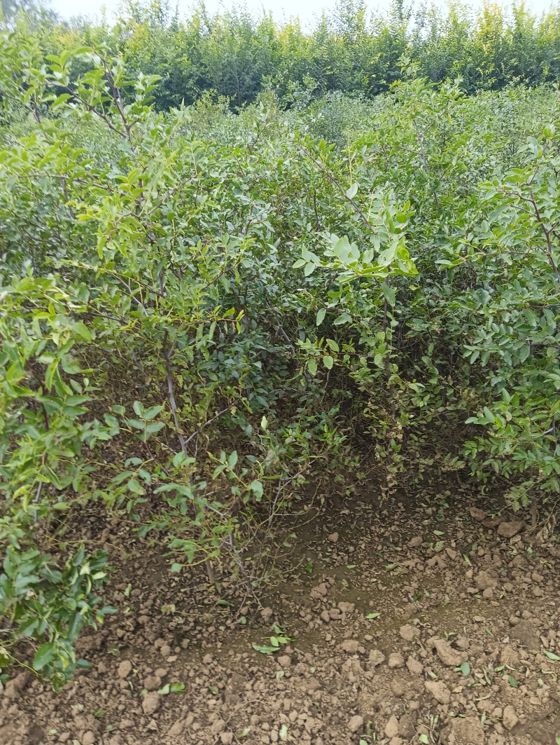 酸枣苗药用酸枣苗酸枣苗基地酸枣苗产地直销