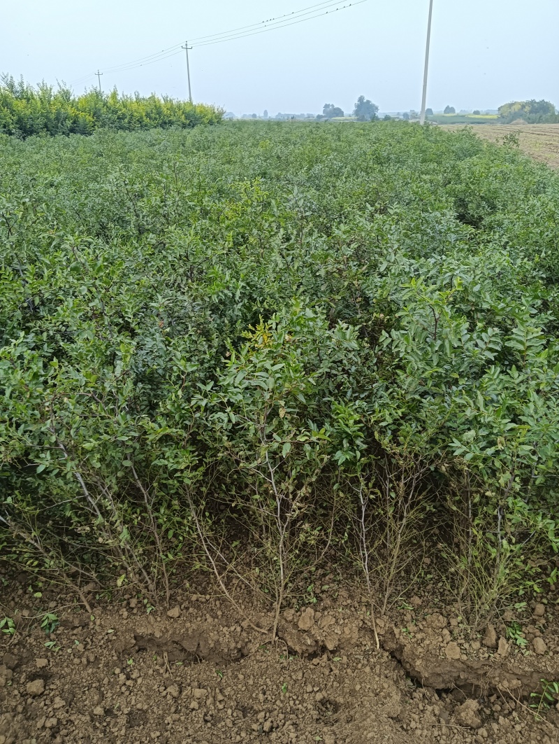 酸枣苗药用酸枣苗酸枣苗基地酸枣苗产地直销