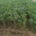 酸枣苗药用酸枣苗酸枣苗基地酸枣苗产地直销