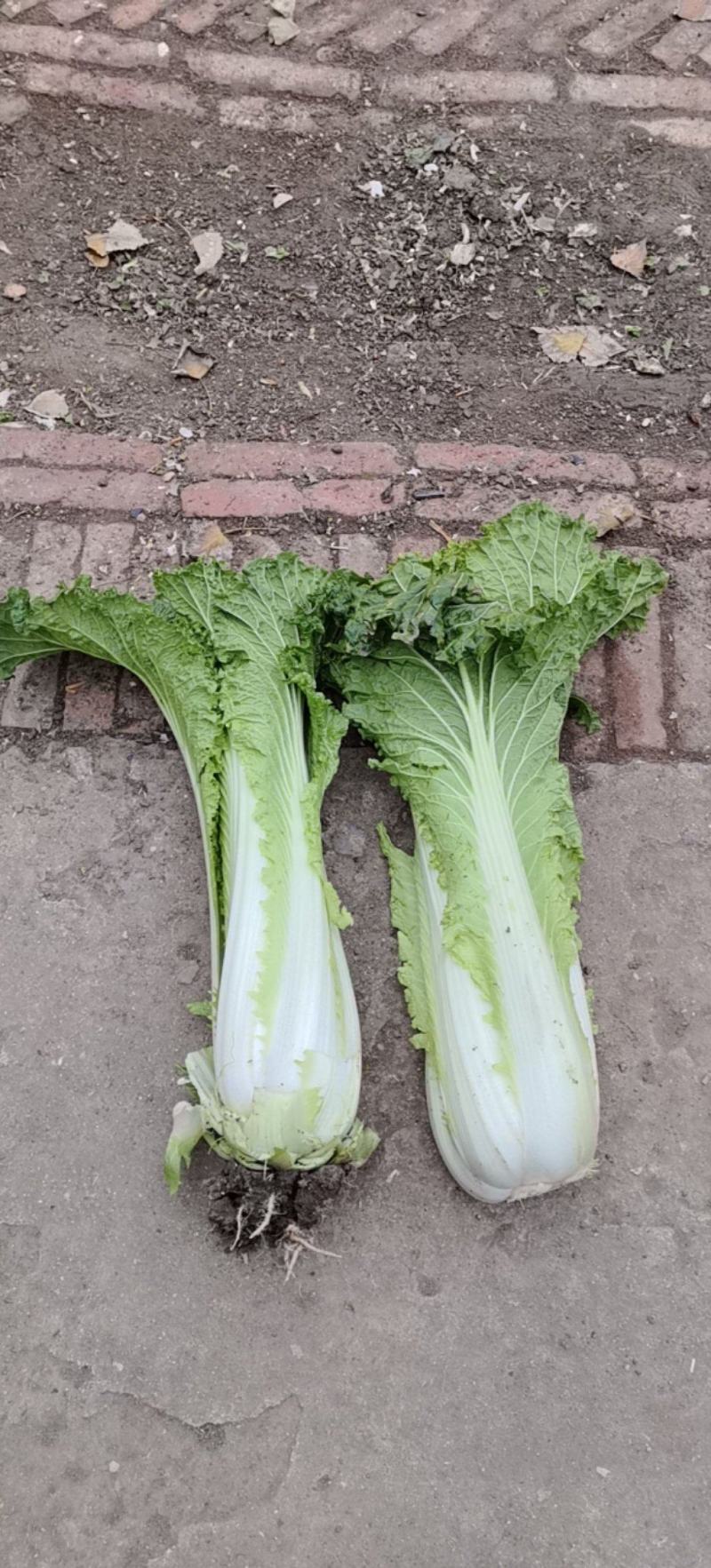 青麻叶大白菜五叶齐大葱产地直发
