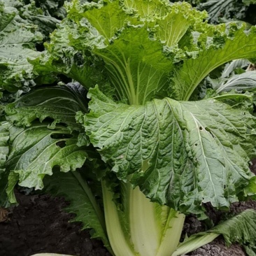 青麻叶大白菜五叶齐大葱产地直发