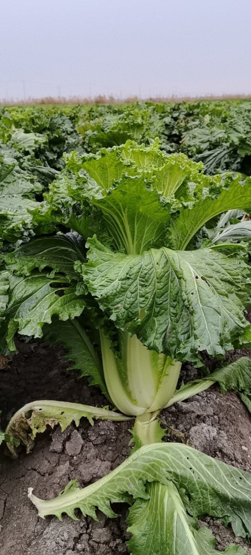 青麻叶大白菜五叶齐大葱产地直发